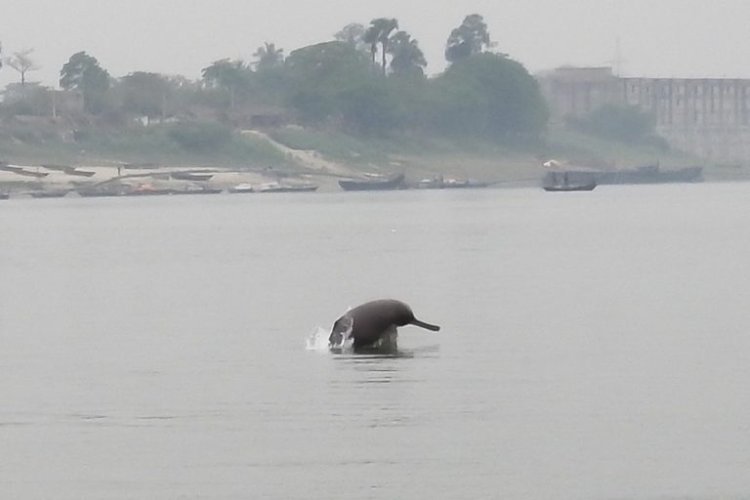 बगहा के गंडक की सहायक नदी में दिखी डॉल्फिन, देखने के लिए उमड़ी लोगों की भीड़