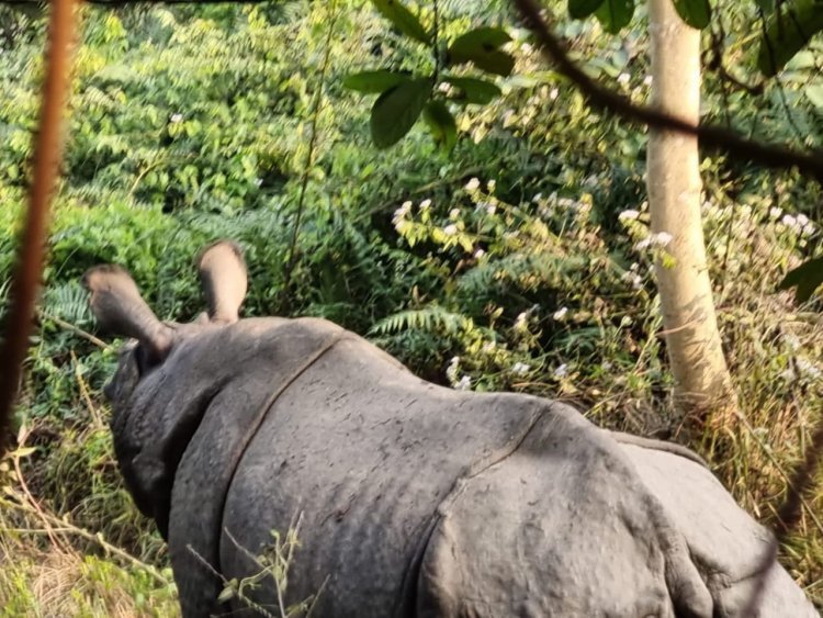 वीटीआर के हरनाटाड में पहुंचा मेहमान गेडा, निगरानी में लगा विभाग। 