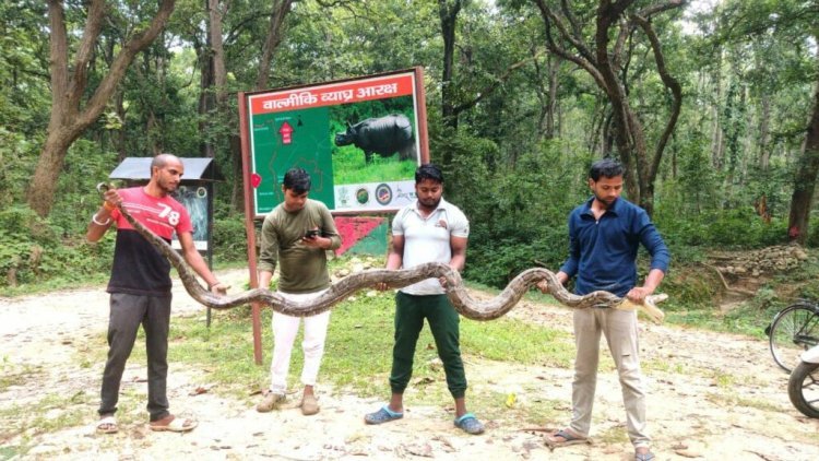 वन विभाग और डब्लू टी आई संयुक्त रूप से एक विशाल अजगर सांप किया रेक्स्सू