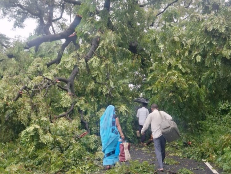 सड़क पर पेड़ गिरने से वाल्मीकि नगर - बगहा मुख्य सड़क कई घंटे तक रहा आवागमन बाधित,लोग हुए परेशान l