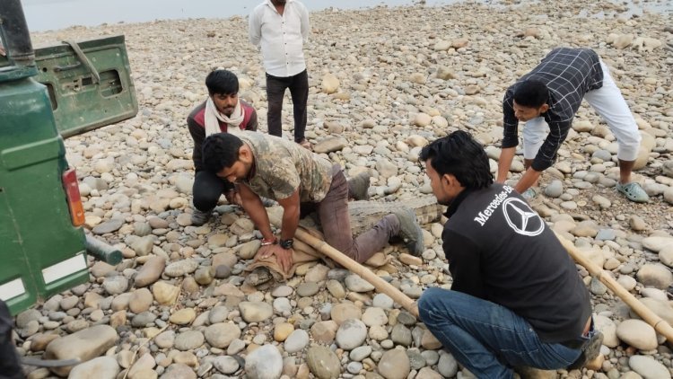 घर में निकला मगरमच्छ मची भगदड़, वनकर्मियों रेस्क्यू कर  सुरक्षित गंडक नदी में छोड़ा l